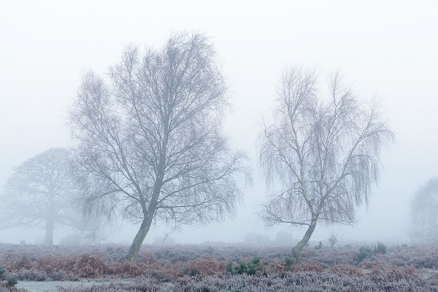 New Forest frost
