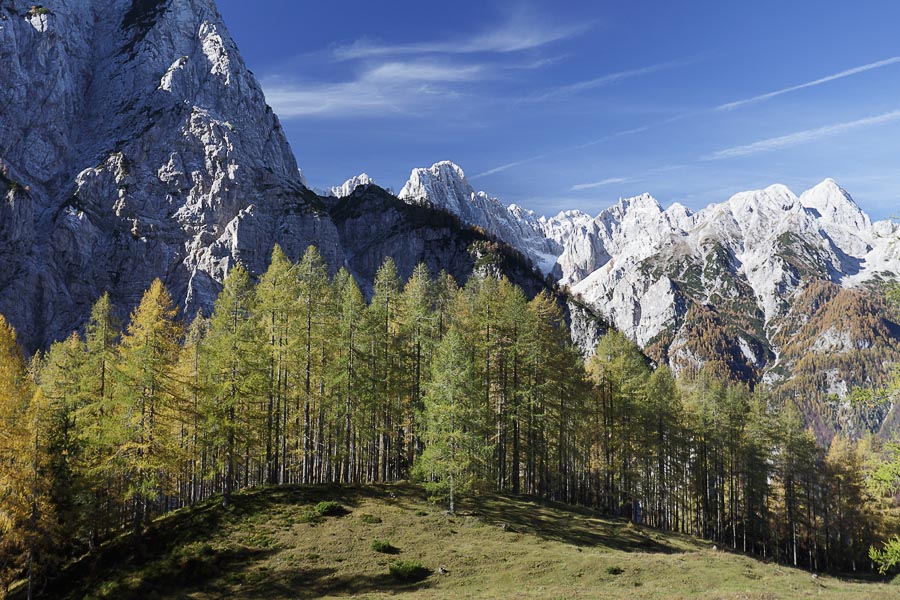 Slovenia trees
