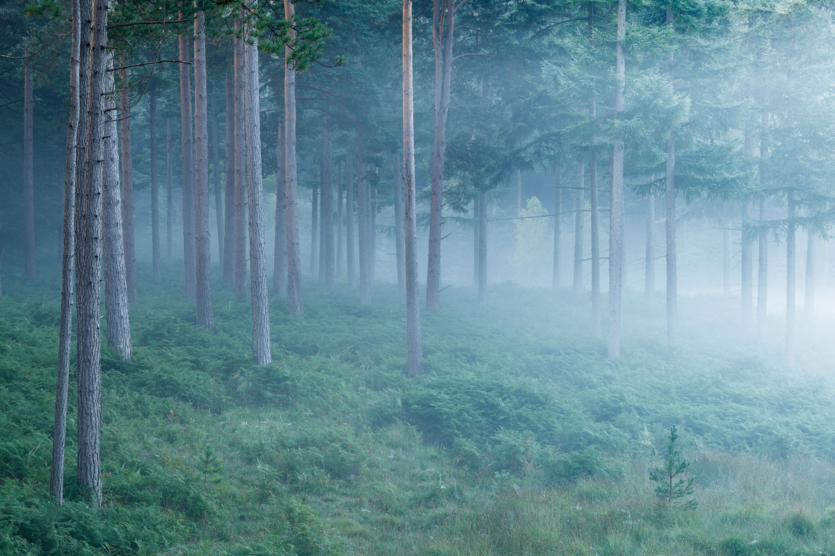 Early Forest