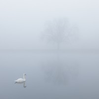 Southampton swan