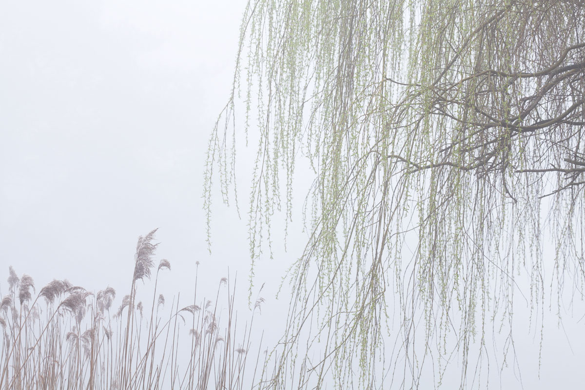 Reeds and willow