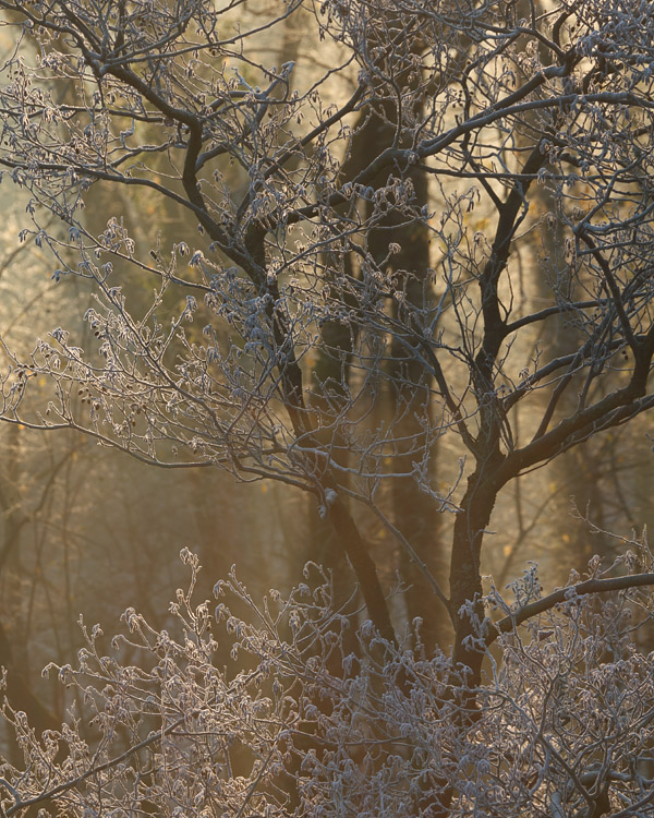 New Forest frost
