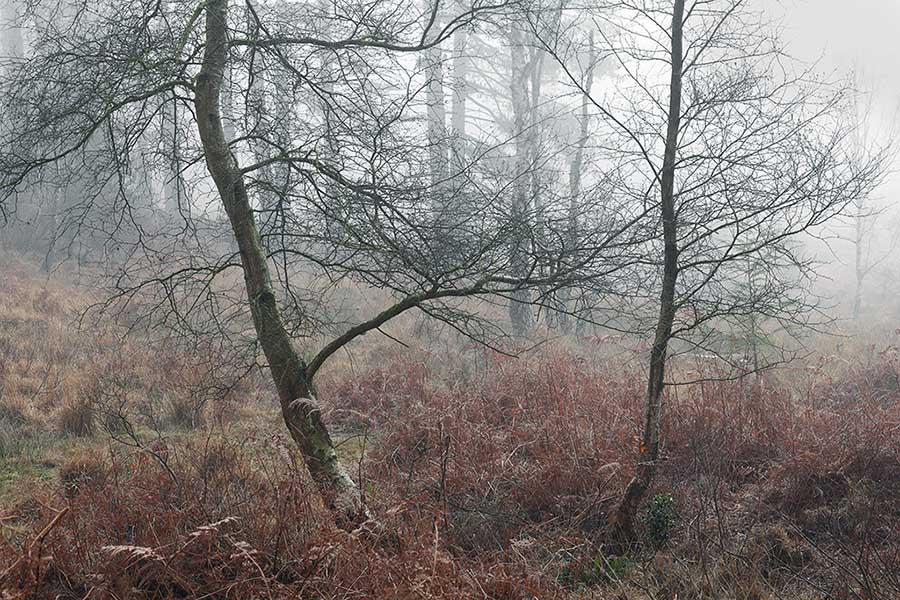 New Forest mist