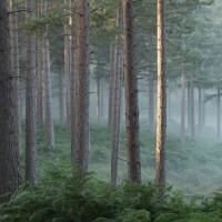 New Forest mist