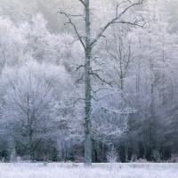 Winter trees III