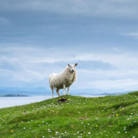 The Monarch of Clachtoll